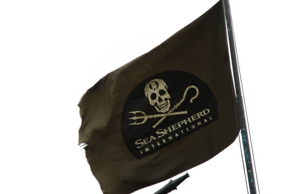 Seashepherd small pt